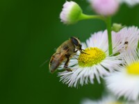 蜂？アブ？