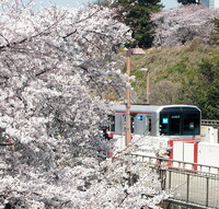 桜と地下鉄