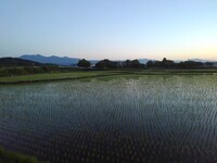 青空の色に染まる水田