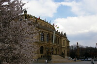 プラハの桜