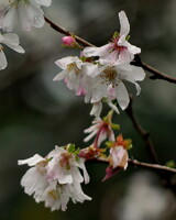 10月23日の桜