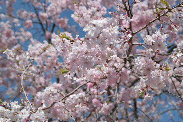 【おだやかに・・・春】花にぎやかに