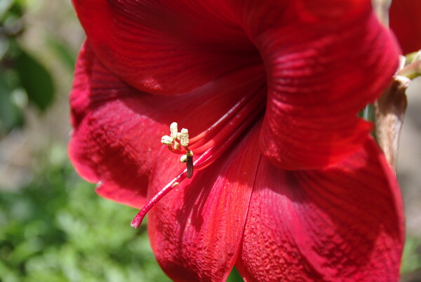 深紅のアマリリス開花