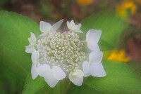 出がけに額紫陽花