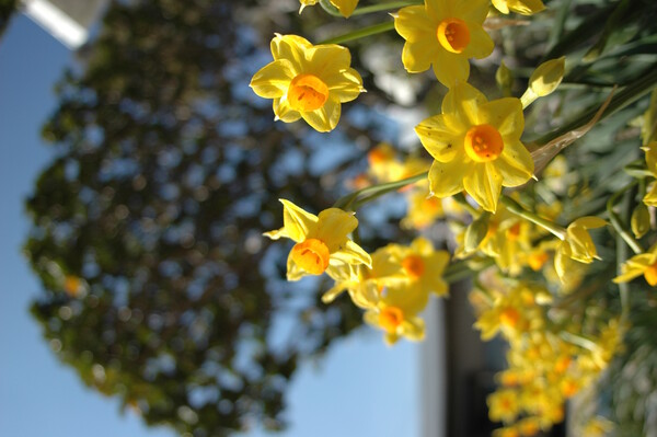 【春】輝く黄色！