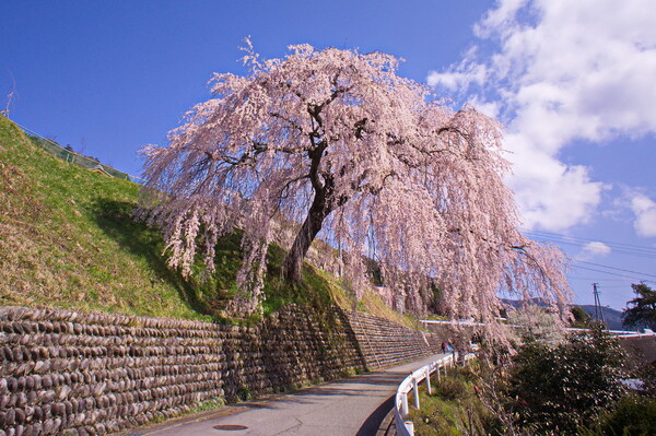 【影あそび】　岩太郎桜