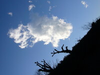 モアイな木と雲