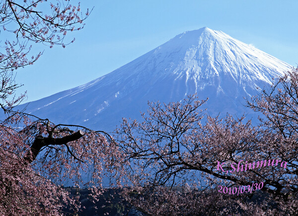 桜と富士2010/03/30