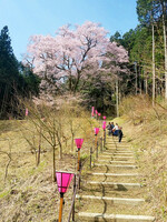 【縦画像】嶽見桜🎵へ