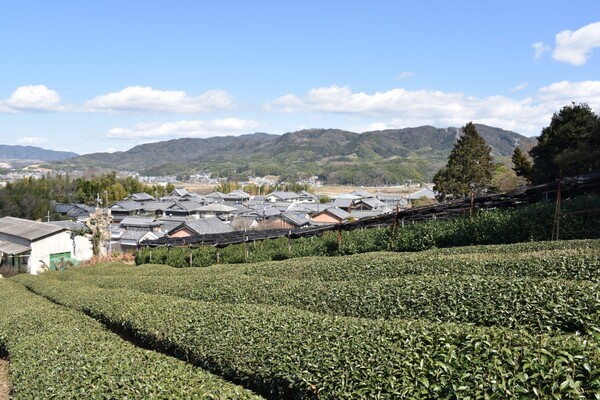 京田辺の茶畑（１）