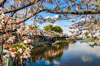 【花のある風景】春の佐屋川
