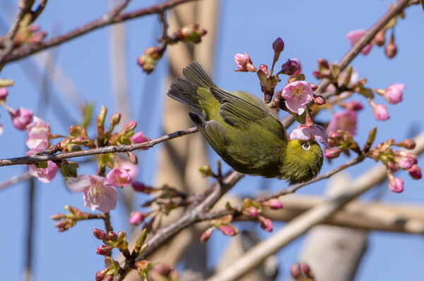 河津桜にメジロ