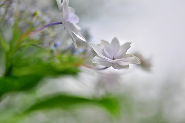 権現堂の紫陽花