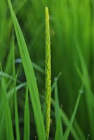 もう一つの水田コシヒカリの稲穂が出た!