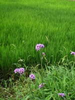 田んぼの花