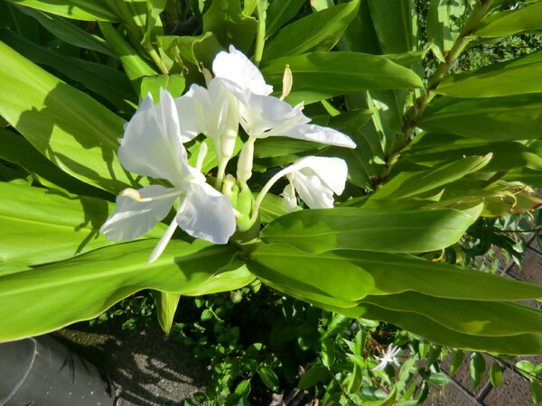 白花のジンジャー