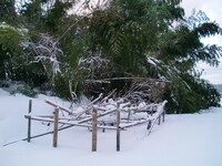 今朝の畑の積雪