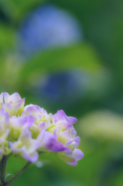 色づく紫陽花