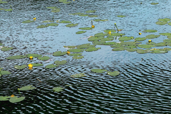 コウホネの池