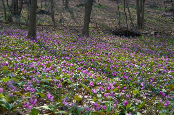 紫の春・・・