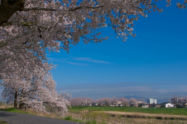 櫻と桜川と筑波山・・・