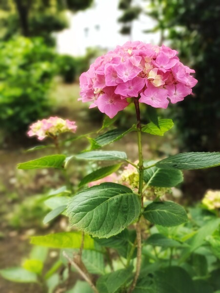 薄紅の