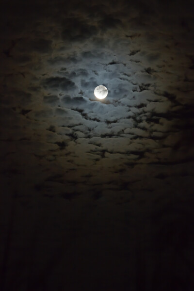 中秋のお月さん