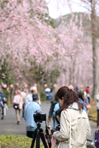 甲山ふれあいの里　桜まつり　～50Dの女性
