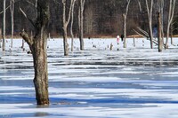 凍てつく池