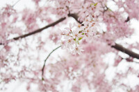 桜咲きゆき