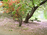 散ってしまった桜