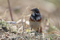 茫然自失のホオアカ親鳥
