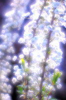 【この色　好き！】春の花　桜＃４