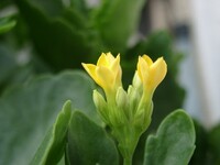 黄色の花-3