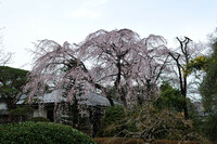 川越の中院のしだれ桜