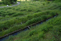 ほたるが住む水路