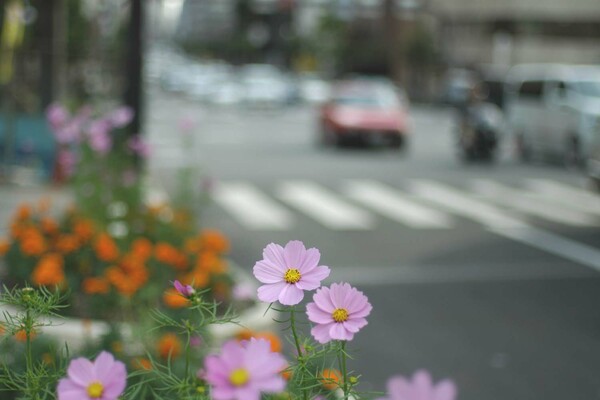 都会の花