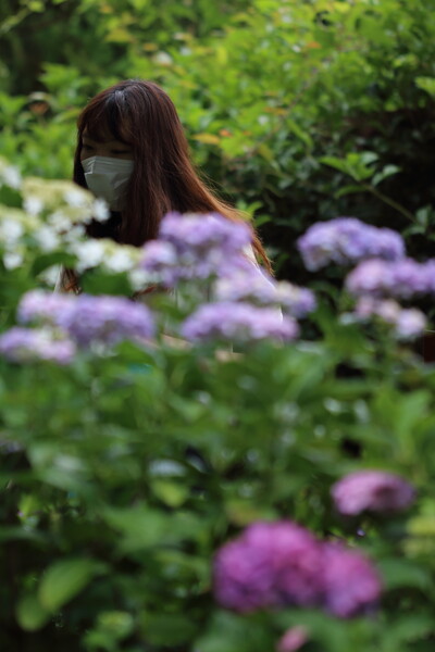 三景園・紫陽花もたじろぐ美人