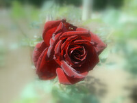 黒紅色のバラ
