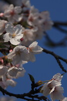 青空に咲く桜（広島桜三部作・その２）