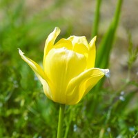 黄色いチュウリップ