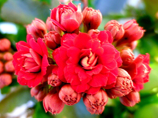 カランコエ赤い花