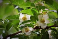 小振りの沙羅双樹？