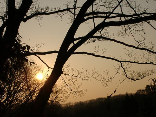 ■続・雑木林の夕日