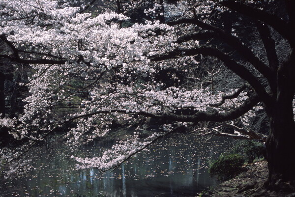 桜の枝の広がりを感じられながら、花の存在感もある写真