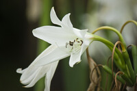 白い花「アフリカハマユウ」