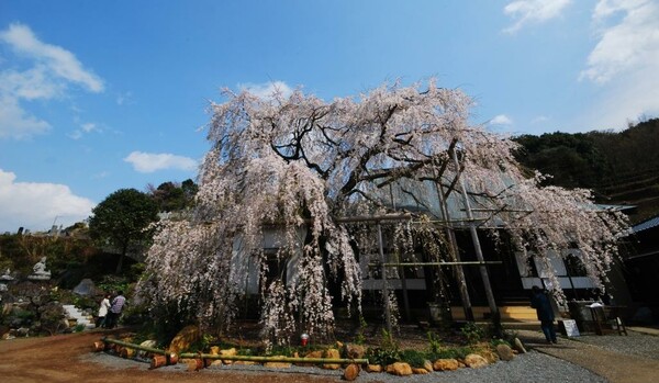 伊豆　龍源院の枝垂桜