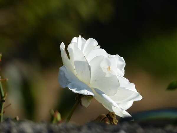 隣家の白いバラ