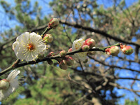 梅の開花