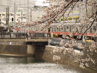 帷子川の桜